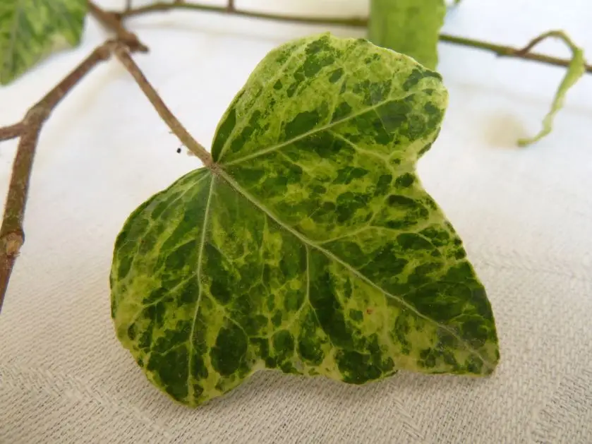 Hedera helix 'Moonbeam'