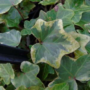 Hedera helix 'Anne Borch' - variegated ivy