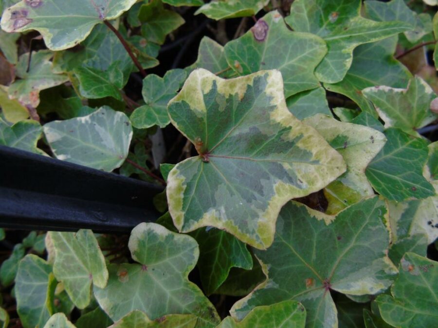 Hedera helix 'Anne Borch'