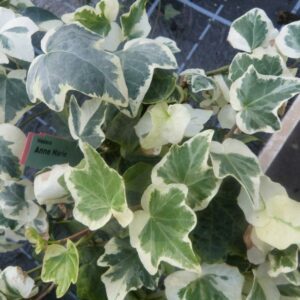 Hedera helix ‘Anne-Marie’ – lierre d’ornement