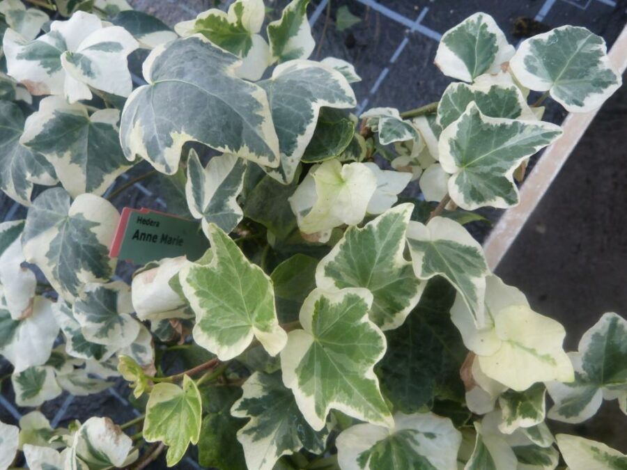 Hedera helix &#039;Anne-Marie&#039;