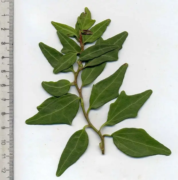 Hedera helix 'Blue Moon' - Lierre d'ornement – Image 2