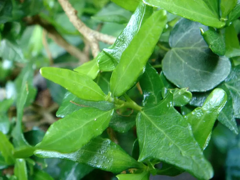 Hedera helix 'Blue Moon'