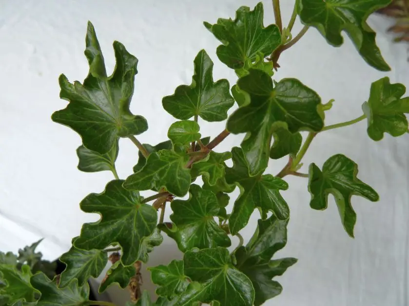 Hedera helix 'Bredon'