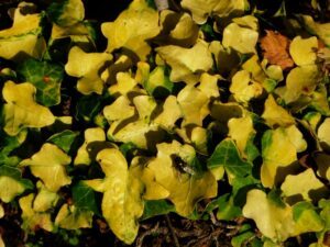 Hedera helix &#039;Buttercup&#039;