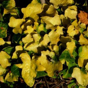 Hedera helix ‘Buttercup’