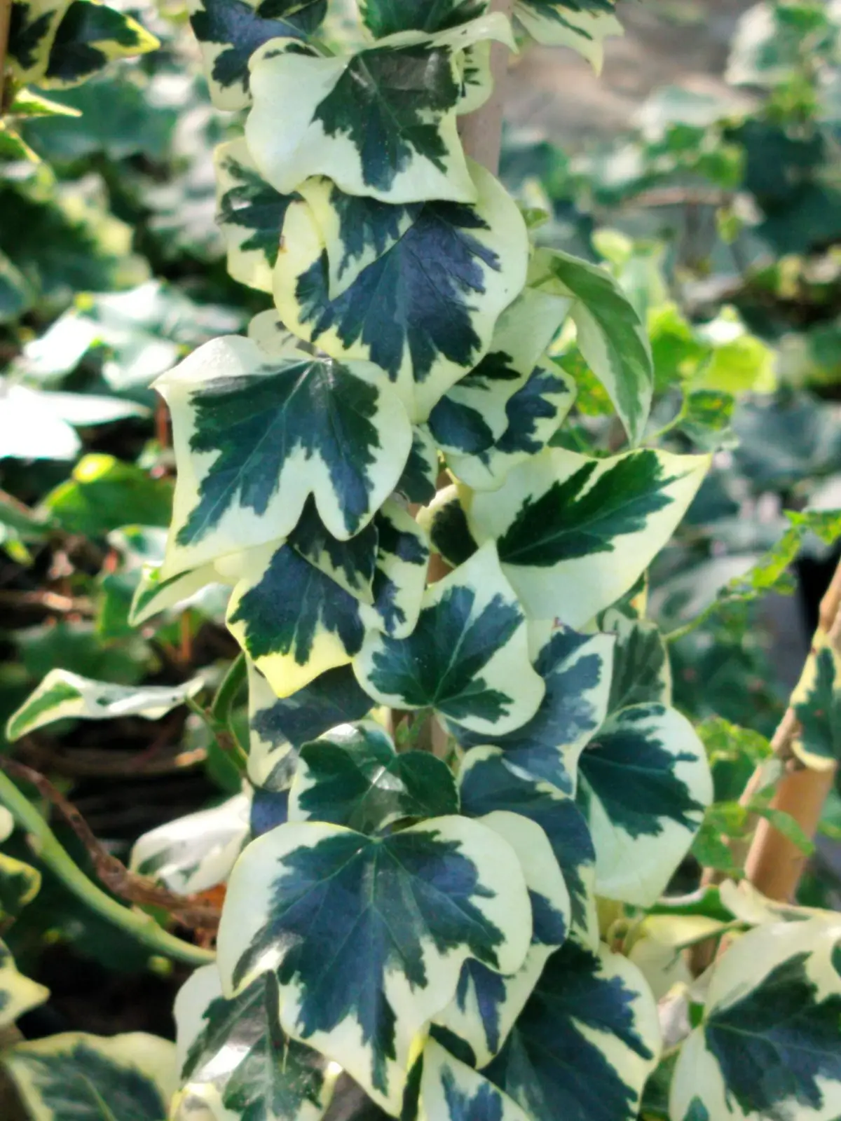 Hedera helix 'Cavendishii Semi Arborescent'