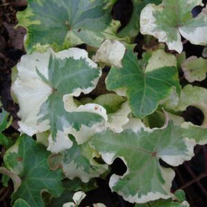 Hedera helix 'Clotted Cream