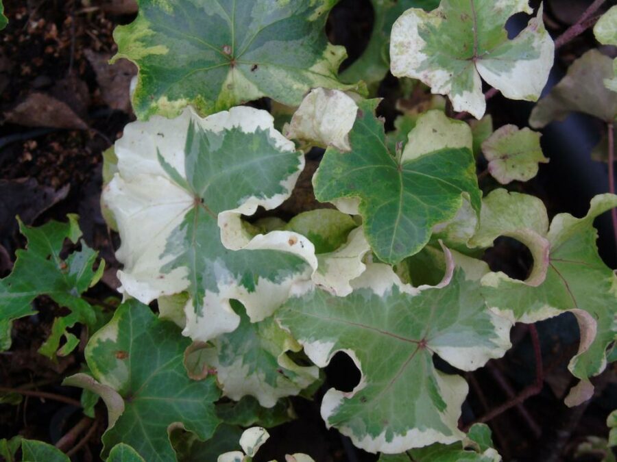 Hedera helix &#039;Clotted Cream