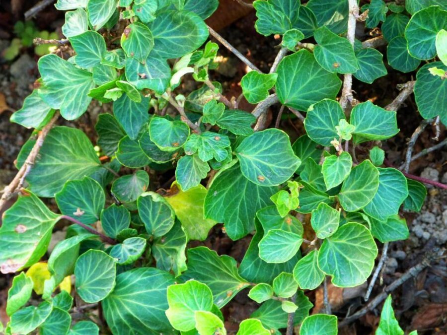 Hedera helix 'Cockle Shell'