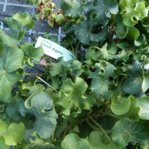Hedera helix ‘Dead again’