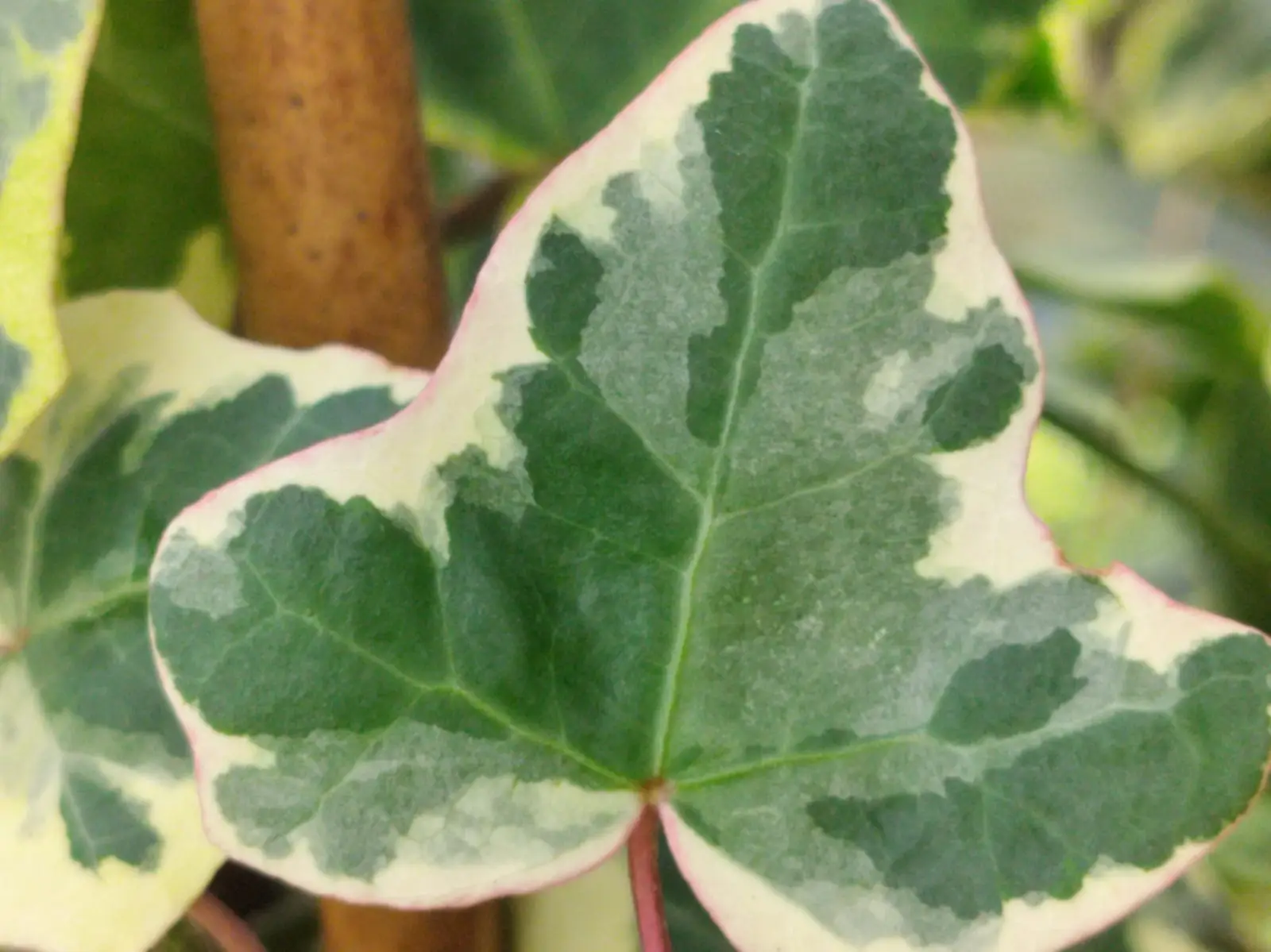 Hedera helix 'Elegantissima' - Lierre d'ornement – Image 2