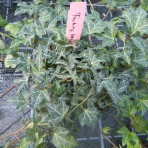 Hedera helix ‘Forking hell’