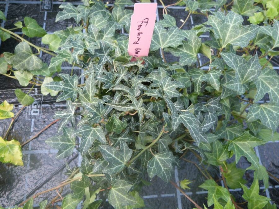 Hedera helix 'Forking hell'