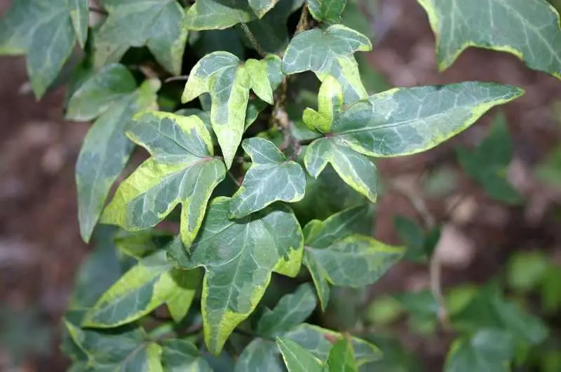 Hedera helix 'Goldcraft'