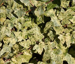 Hedera helix 'Gold dust'