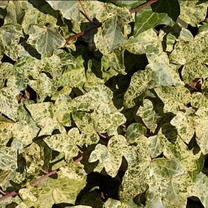 Hedera helix ‘Gold Dust’