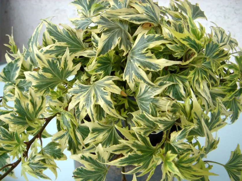 Hedera helix 'Golden Starlight'