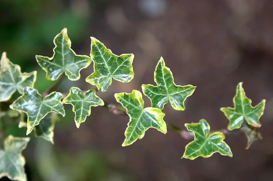 Hedera helix 'Halebob'