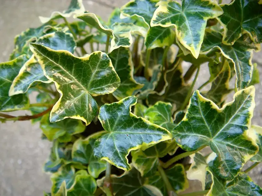 Hedera helix 'Halebob' - Lierre d'ornement - Immagine 2
