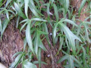 Hedera helix &#039;Irish Lace Semi Arborescens&#039;