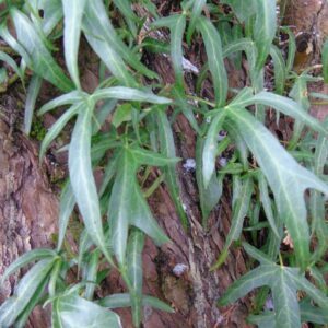 Hedera helix ‘Irish Lace Semi Arborescens’