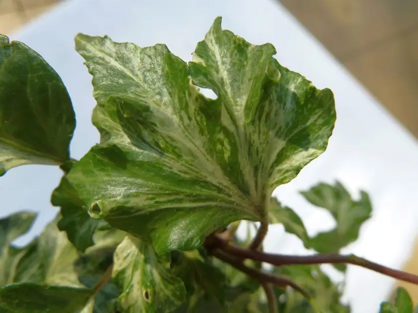 Hedera helix 'Kaleidoscope'