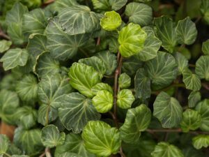 Hedera helix &#039;Knulch&#039;