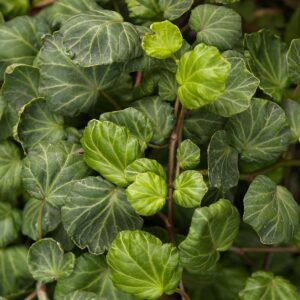 Hedera helix ‘Knulch’