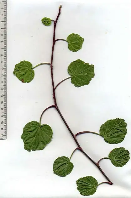 Hedera helix 'Knulch'