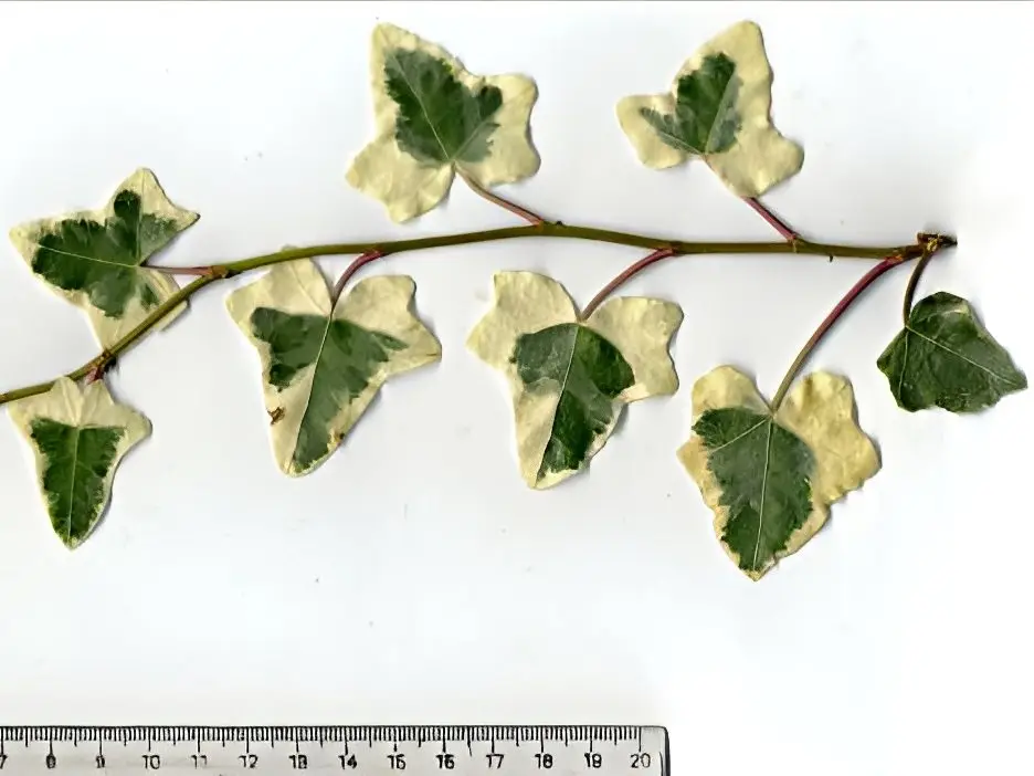 Hedera helix 'Latina' - Lierre d'ornement – Image 3