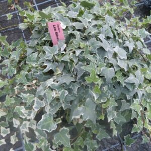 Hedera helix ‘Lee silver’