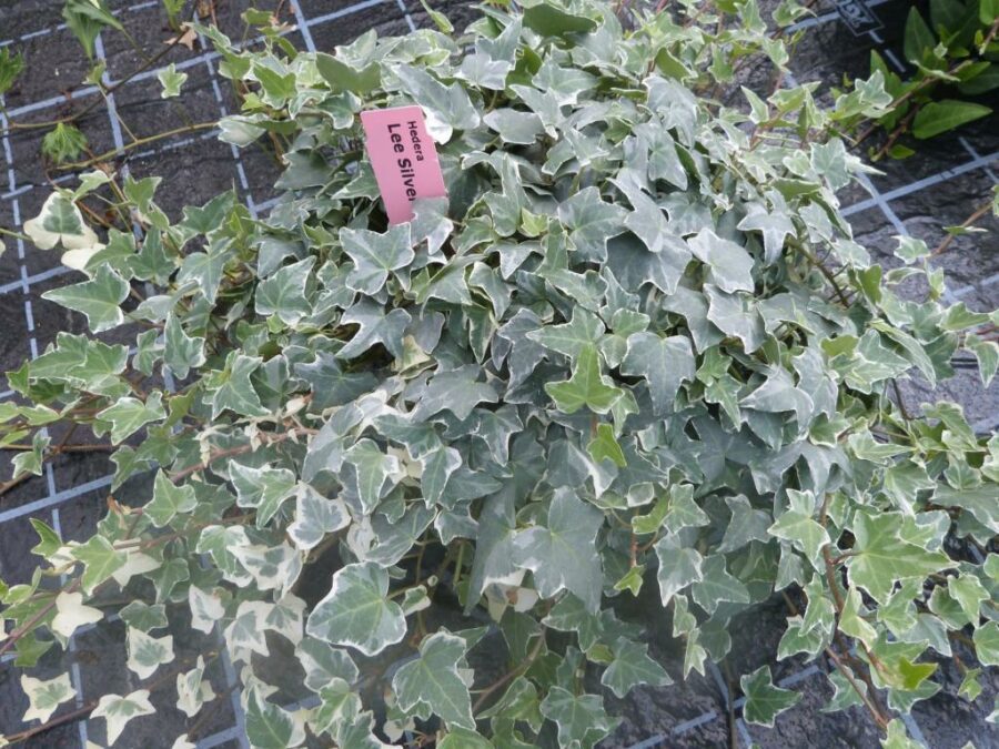 Hedera helix &#039;Lee silver&#039;