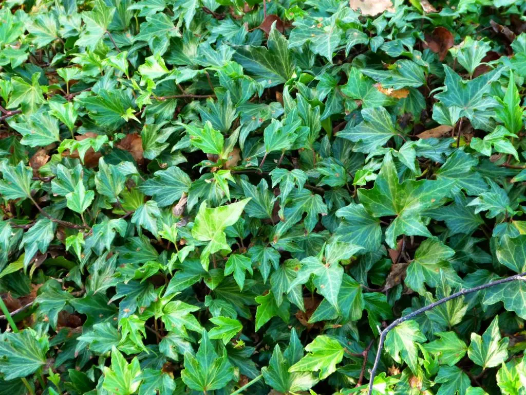 Hedera helix 'Manda's Fringette'