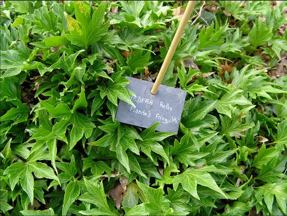 Hedera helix 'Manda's Fringette' - Lierre d'ornement – Image 2