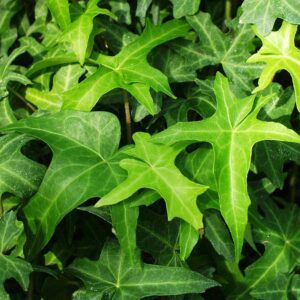 Hedera helix ‘Maple Leaf’