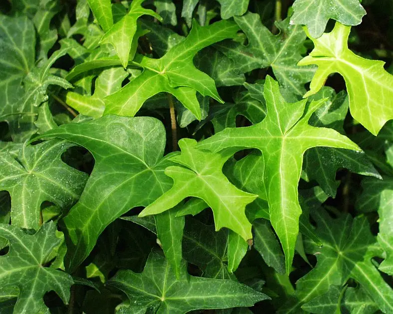 Hedera helix 'Mapple Leaf'