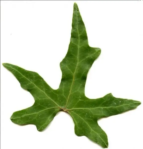 Hedera helix 'Mapple Leaf'