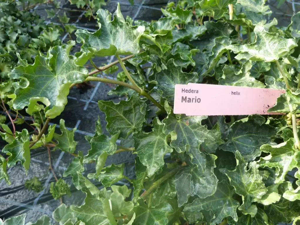 Hedera helix 'Mario'
