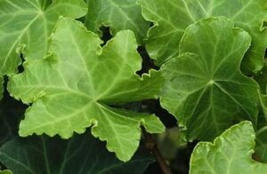 Hedera helix 'Parsley Crested'