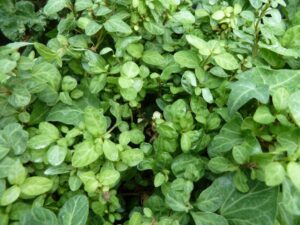 Hedera helix &#039;Very Merry&#039;