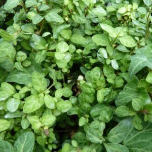 Hedera helix ‘Very Merry’