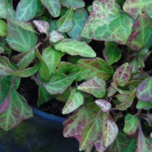 Hedera helix ‘Baby Gold Dust Mutation’