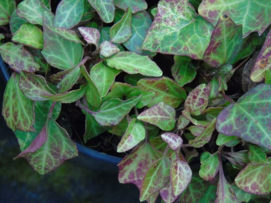Hedera helix ‘Baby Gold Dust Mutation’