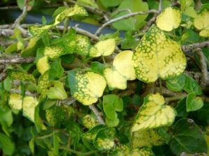 Hedera hibernica 'Angularis Aurea' - Lierre d'Irlande