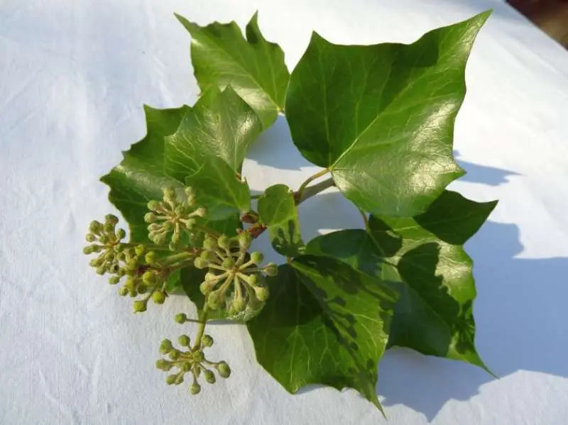 Hedera hibernica 'Vitifolia' adulte
