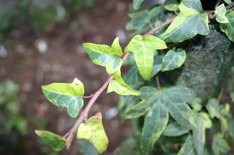 Hedera helix Goldcraft