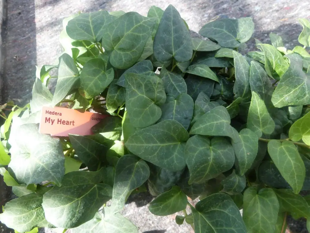 Hedera colchica 'My Heart'