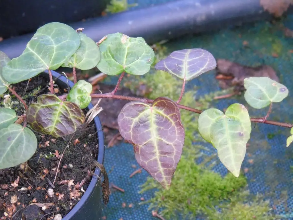 Hedera colchica 'My Heart'
