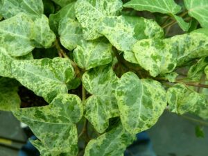 Hedera helix 'Baby Gold Dust'